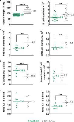 RelB contributes to the survival, migration and lymphomagenesis of B cells with constitutively active CD40 signaling